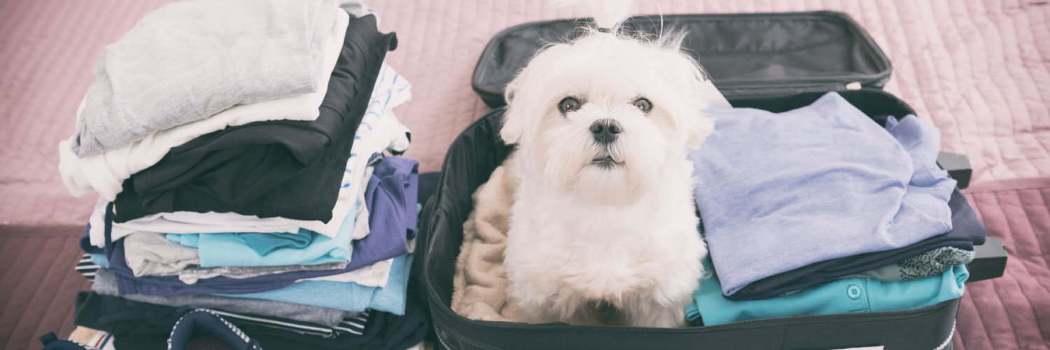 travelling-with-pets