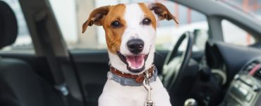 how-to-rent-a-car-with-pet.jpg
