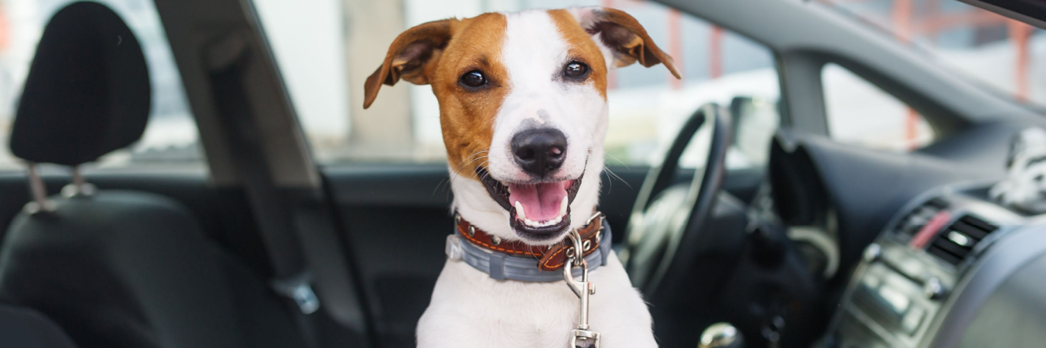 how-to-rent-a-car-with-pet.jpg